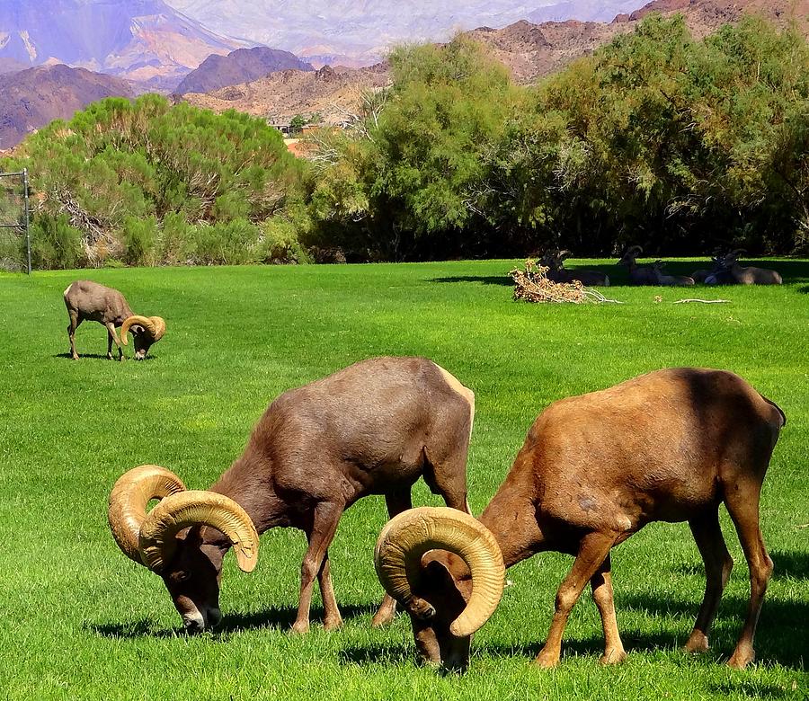 Desert Bighorn Sheep outside Las Vegas Photograph by Donna Spadola