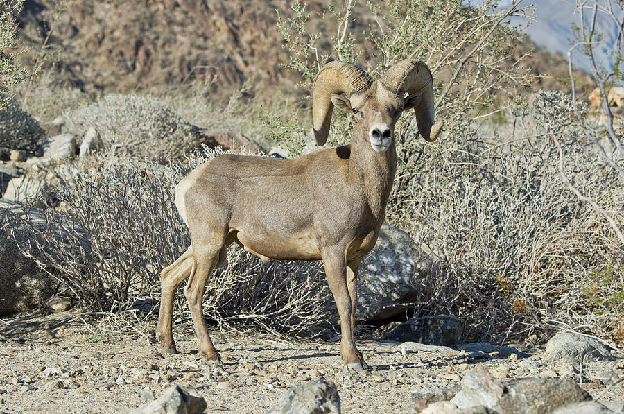 Desert Bighorn Sheep Ram Photograph by Anthony Mercieca - Fine Art America