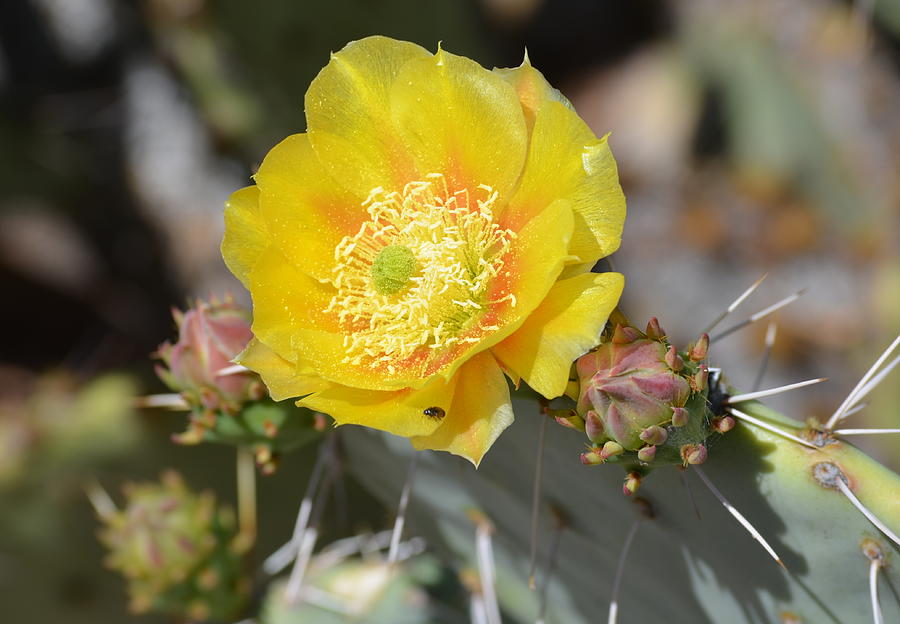 Desert Bloom Photograph by Fredric Hang - Fine Art America