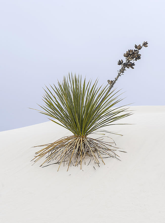 Desert Bloom Photograph by Gordon Ripley