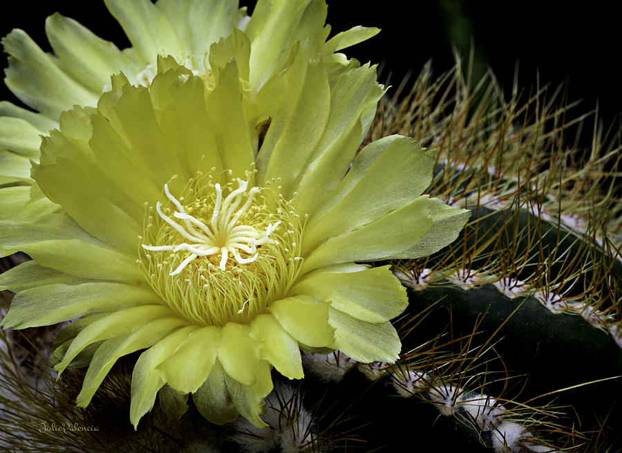 Desert Bloom Photograph by Julie Palencia