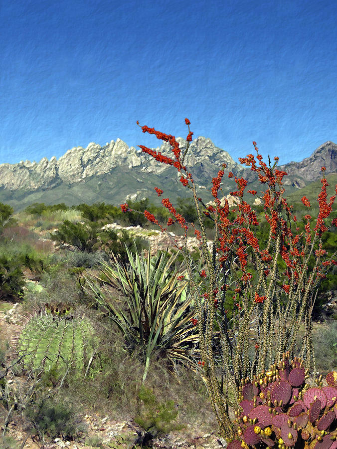 Mountain Photograph - Desert Bloom by Kurt Van Wagner
