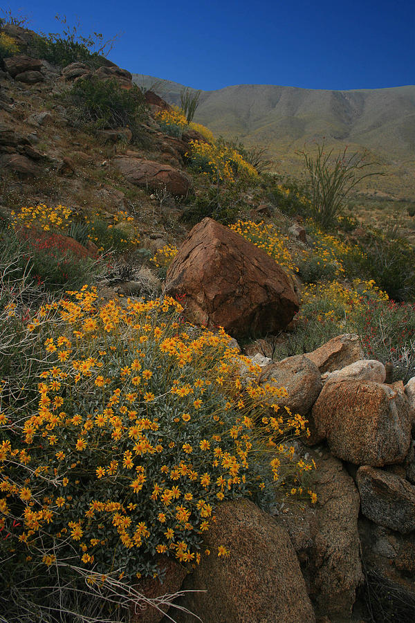 Desert Bloom Photograph by Scott Cunningham
