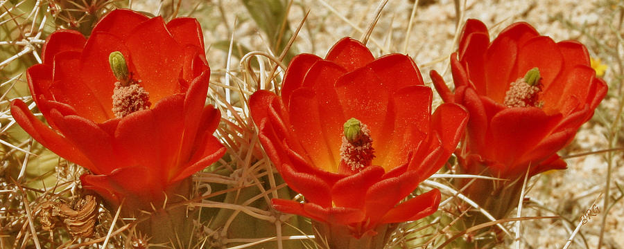 Desert Blooms Photograph
