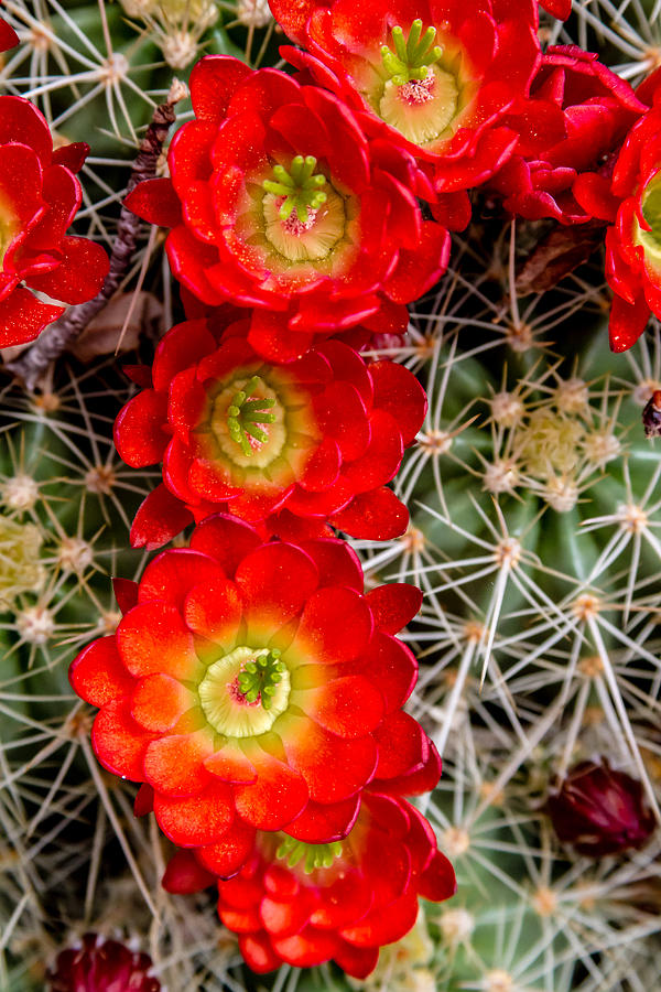 Desert Blooms Photograph by Teri Virbickis