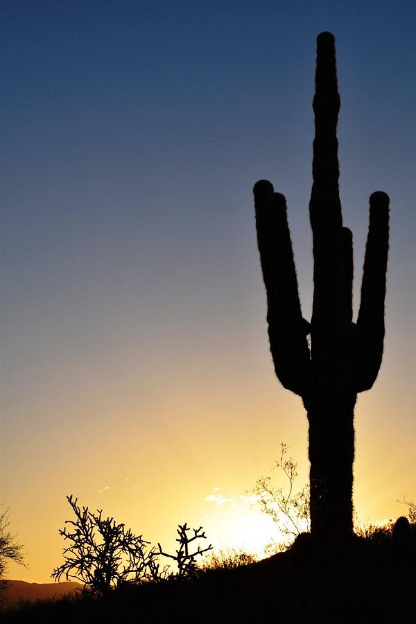 Desert Blue Photograph by Mark Mitchell
