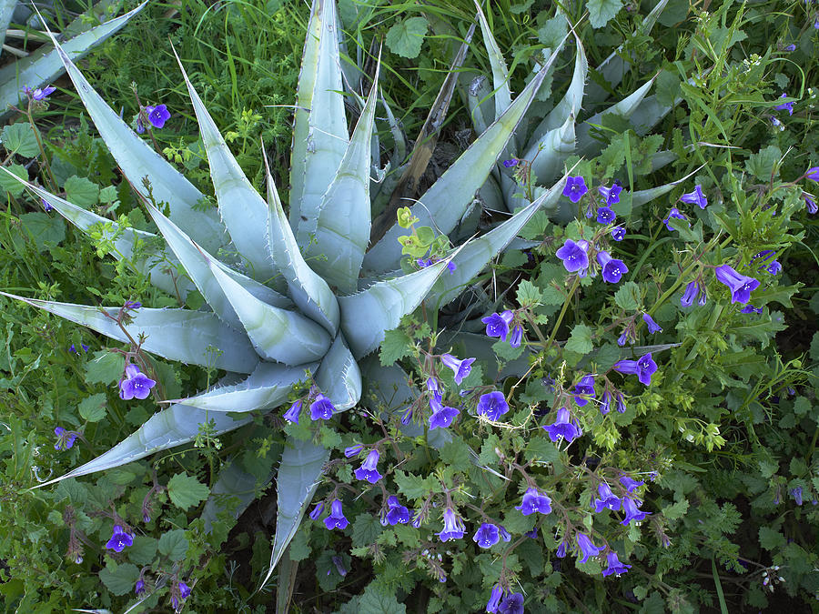 Desert Bluebell And Agave Photograph by Tim Fitzharris
