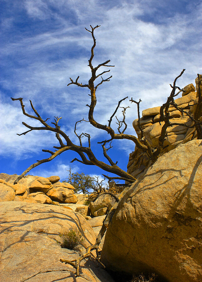 Desert Boulders and Winter Tree Photograph by Venetia Featherstone-Witty