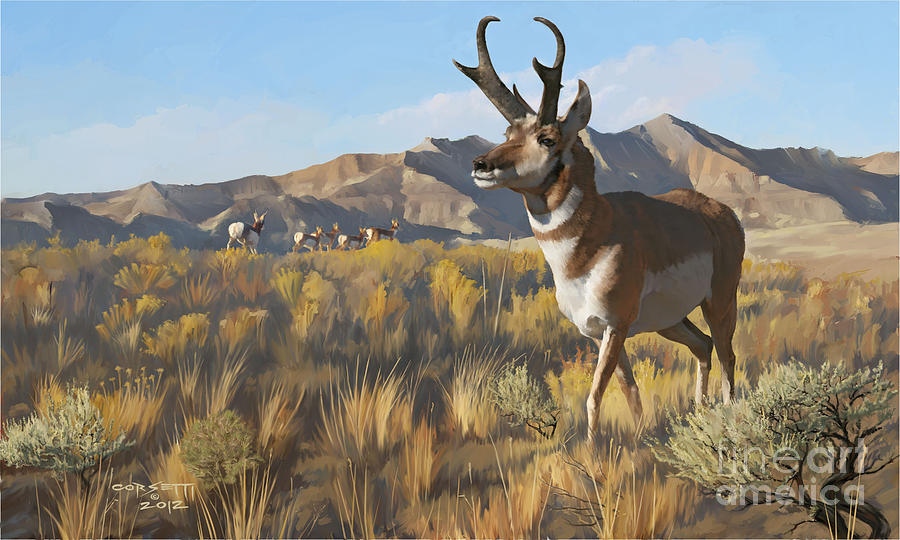 Wildlife Painting - Desert Buck by Robert Corsetti