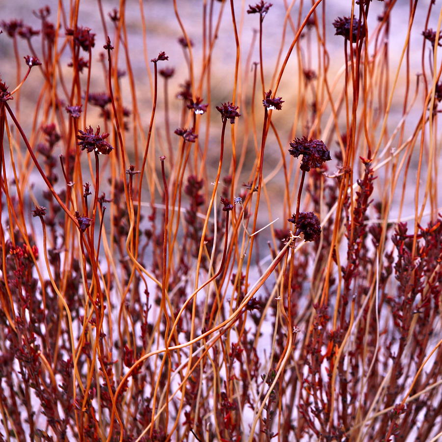 Desert Buckwheat Foggy Day Photograph by Diana Shay Diehl Fine Art