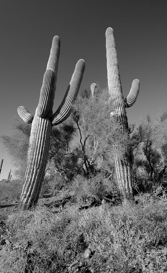 Desert Buddies Photograph by Craig Incardone