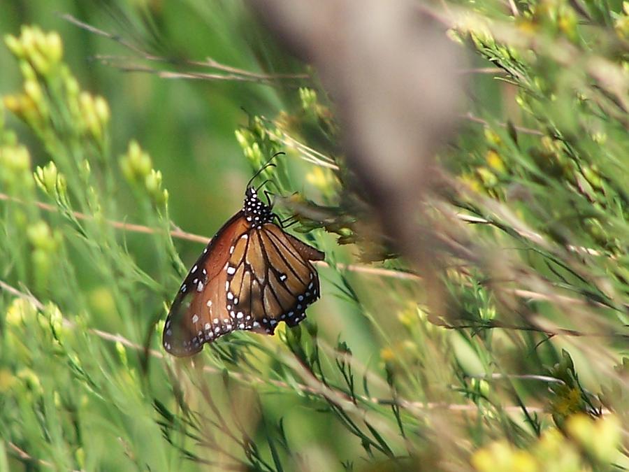 Desert Butterfly Photograph by Christine Drake Fine Art America