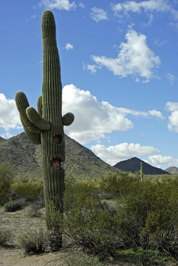 Desert Cacti Photograph by Cheryl Gilbert - Fine Art America