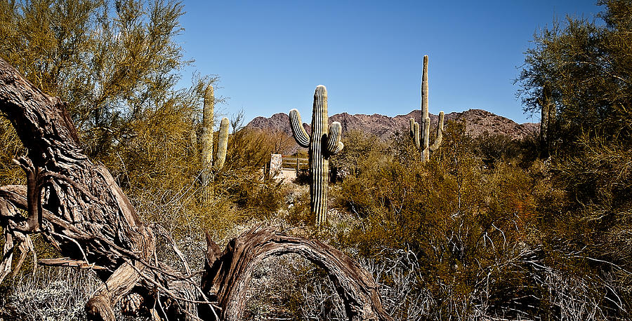 Desert Cacti Photograph by Deborah Klubertanz