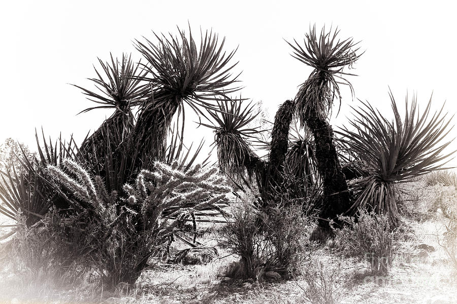 Desert Cactus Photograph by Brenda Giasson