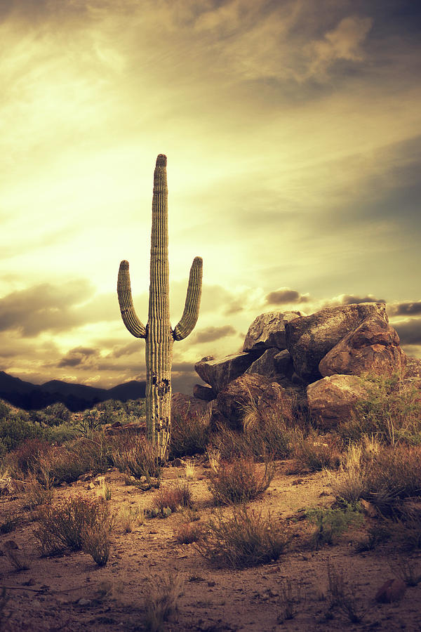 Desert Cactus - Classic Southwest Photograph by Hillaryfox