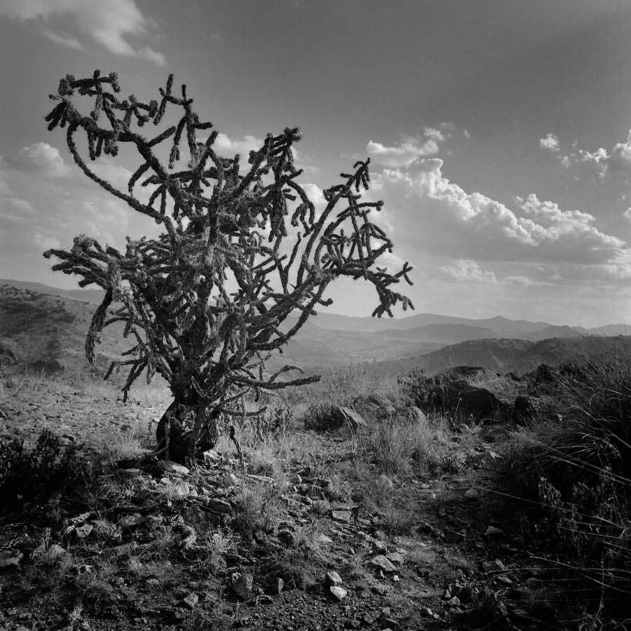Desert Cactus Photograph by David and Carol Kelly