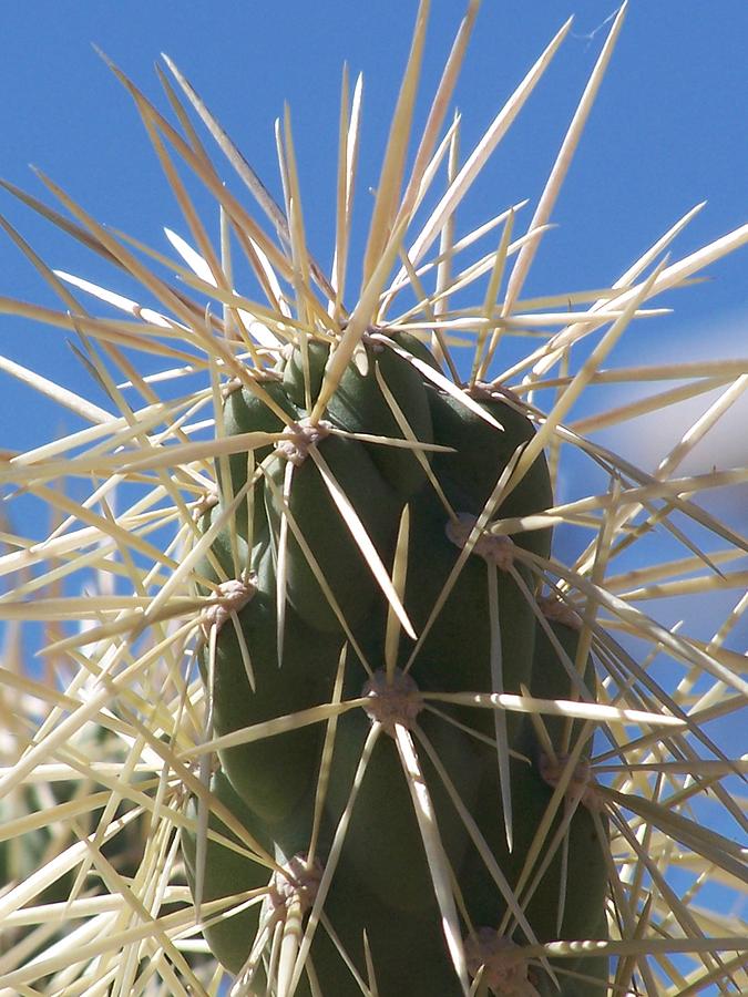 Desert Cactus Photograph by Jewels Hamrick