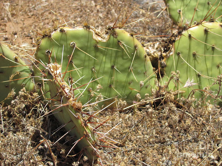 Desert Cactus Photograph by Julia Stubbe