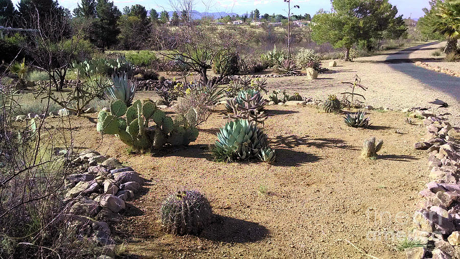 Desert Cactus of Arizona  Photograph by Stanley Morganstein