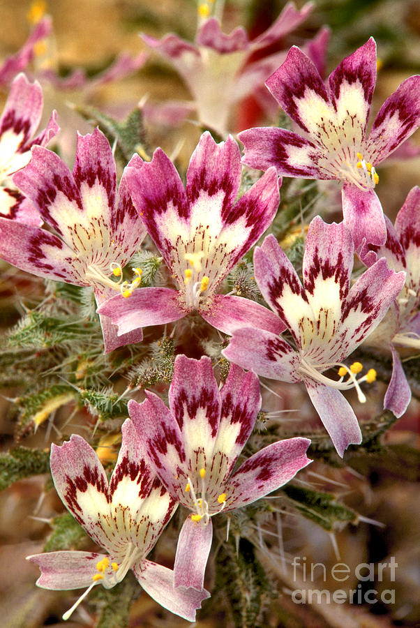 Desert Calico Wildflowers Photograph by Dave Welling