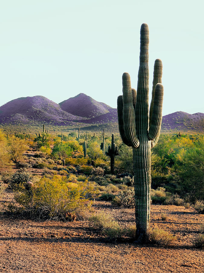 Phoenix Photograph - Desert Calm by Gordon Beck