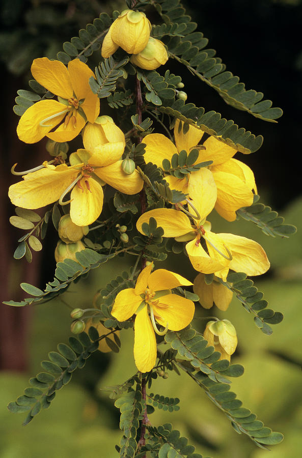 Desert Cassia Flowers (senna Polyphylla) Photograph by Sally Mccrae Kuyper/science Photo Library