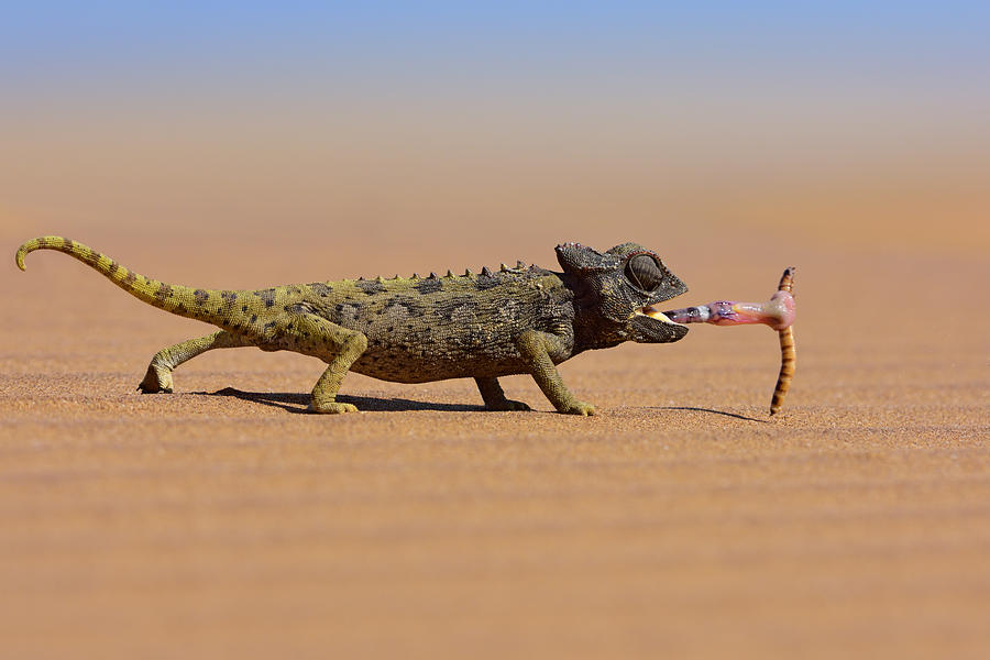 Desert Chameleon Catching A Worm Photograph by Freder