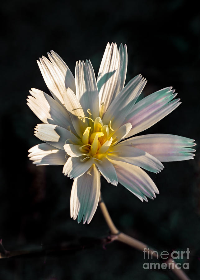 Daisy Photograph - Desert Chicory by Robert Bales
