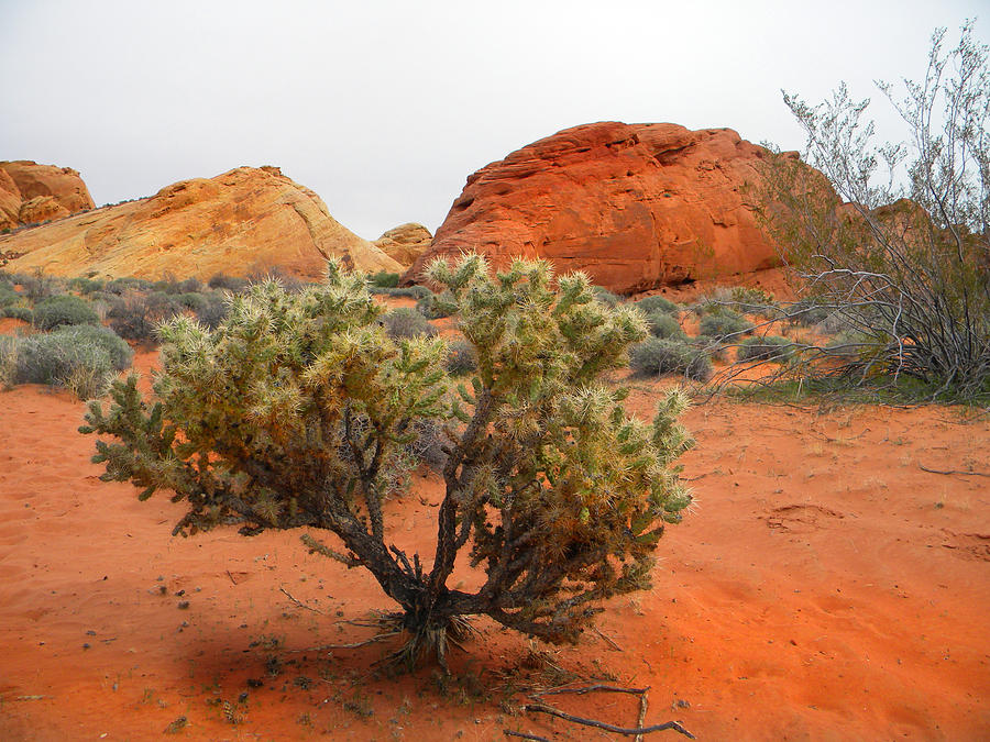 Desert Cholla Cactus Photograph by Frank Wilson