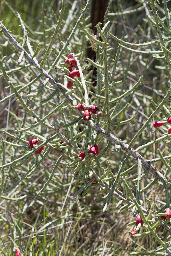Desert Christmas Cacti - Cylindropuntia leptocaulis Photograph by Kathy Clark