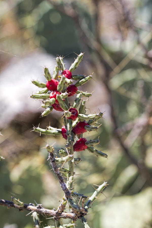 Desert Christmas Cactus - Cylindropuntia leptocaulis Photograph by Kathy Clark