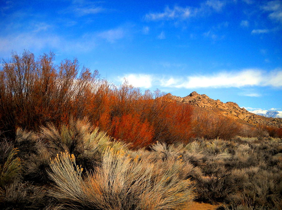 Desert Colors Photograph by Marilyn Diaz