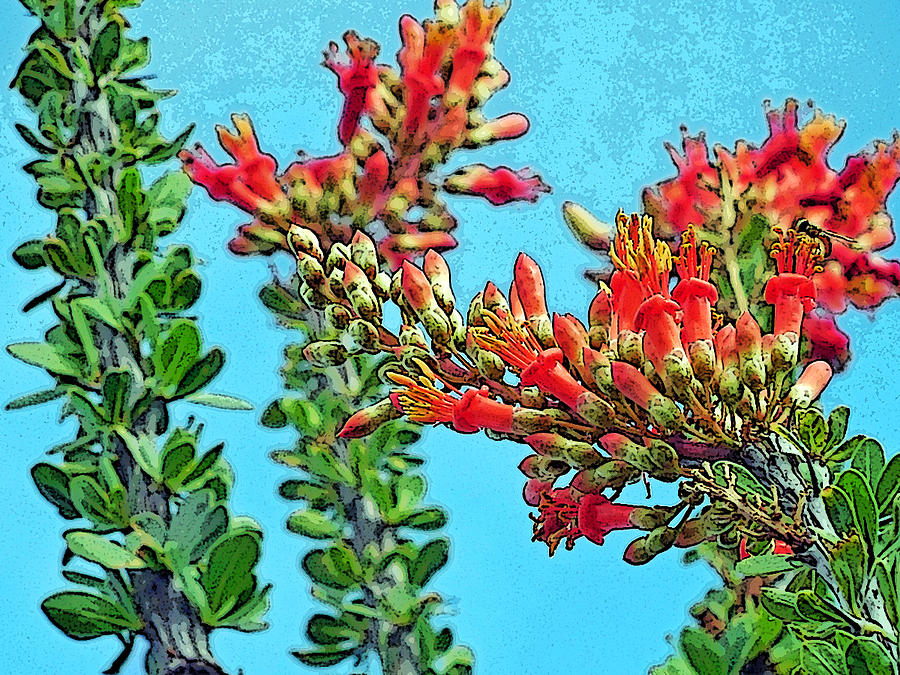 Desert Coral by Louis Nugent Desert Coral by Louis Nugent