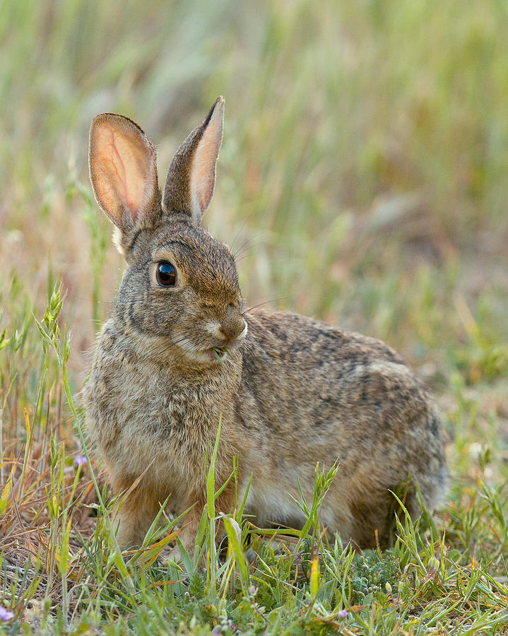 Animals Photograph - Desert Cottontail by Doug Herr Animals Photograph - Desert Cottontail by Doug Herr