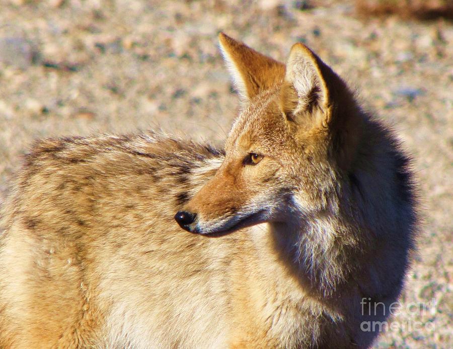 High Desert Coyote Photograph by Michele Penner