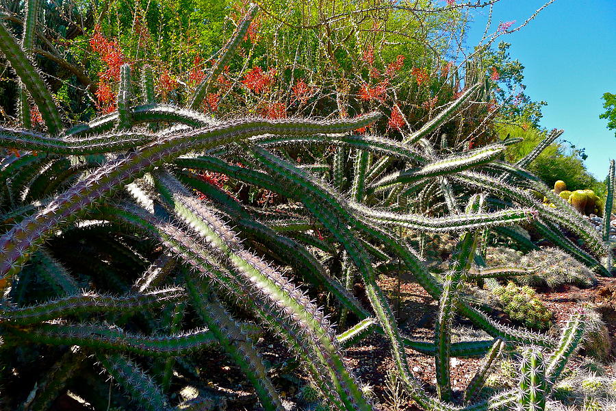 Desert Creepers Photograph by Denise Mazzocco - Fine Art America