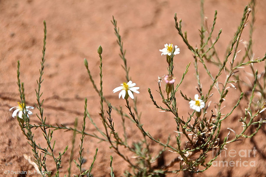 Desert Daisy Flora Photograph by Susan Herber