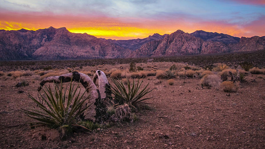 Sunset Photograph - Desert Dance by Anthony J Wright
