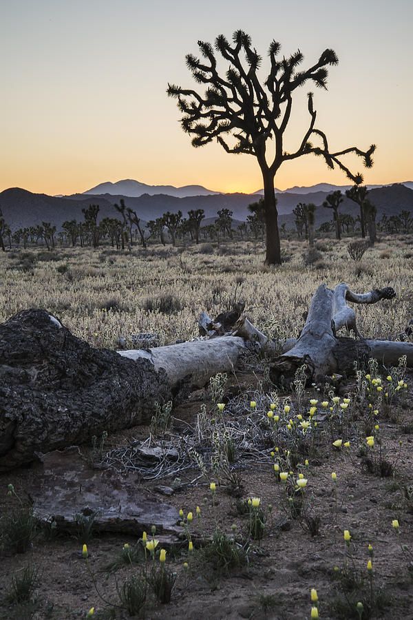 Desert Dandelions and Joshua Tree Photograph by Lee Kirchhevel