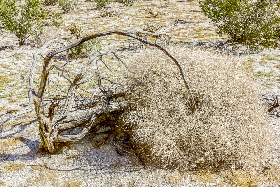 Desert Death Digital Art by Photographic Art by Russel Ray Photos