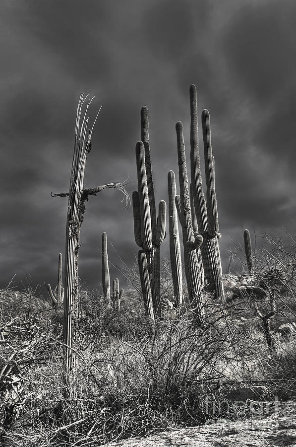 Desert Death Photograph by Sam Pappas - Fine Art America