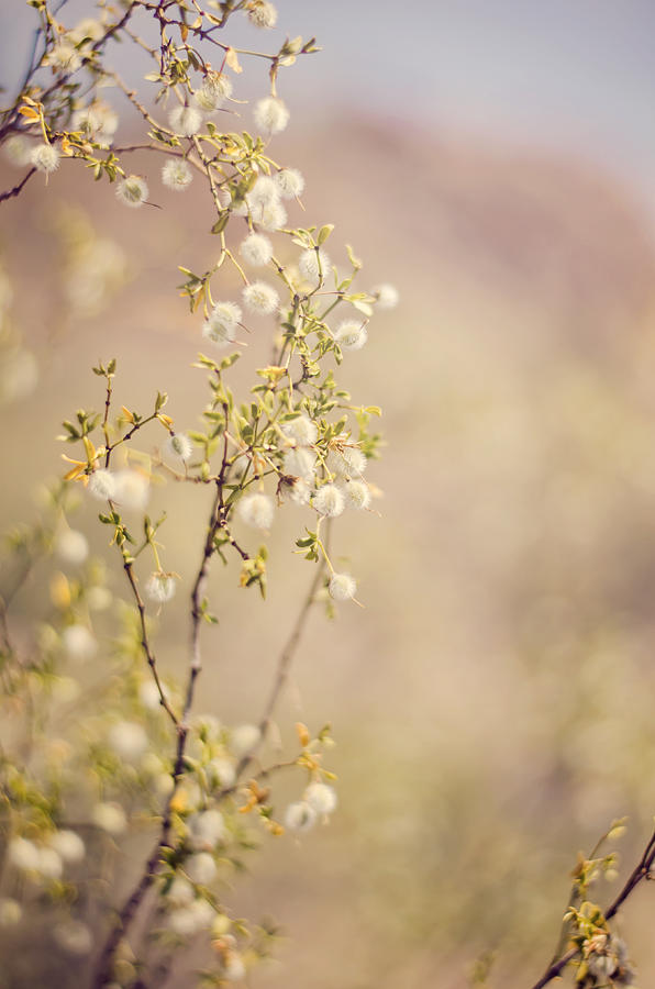 Desert Delicates Photograph by Heather Applegate