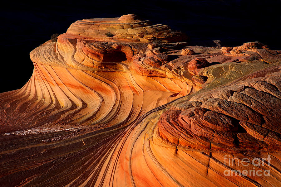 Desert Delight Photograph by Bill Singleton