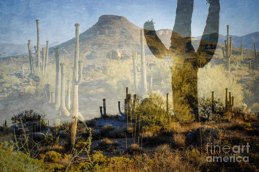 Desert Dreams at Browns Ranch McDowell Sonoran Preserve Photograph by Marianne Jensen