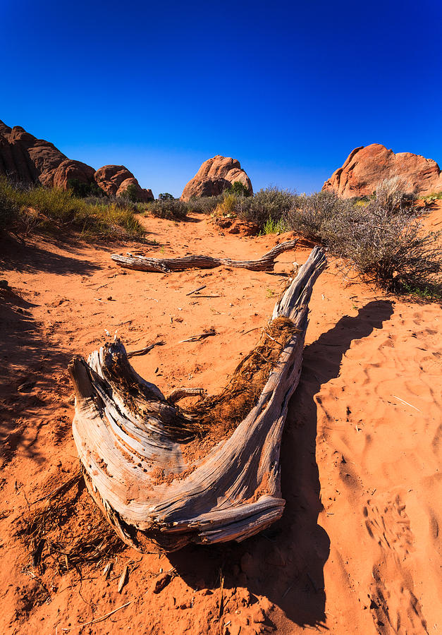 Nature Photograph - Desert Driftwood by Jonathan Gewirtz