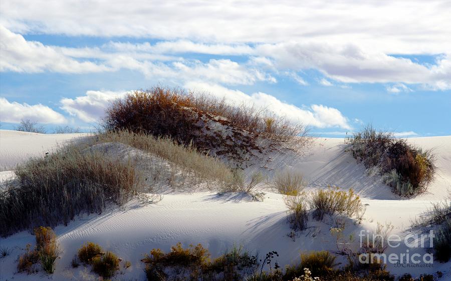 Desert Dune Vegetation - Barbara Chichester Photograph by Barbara Chichester