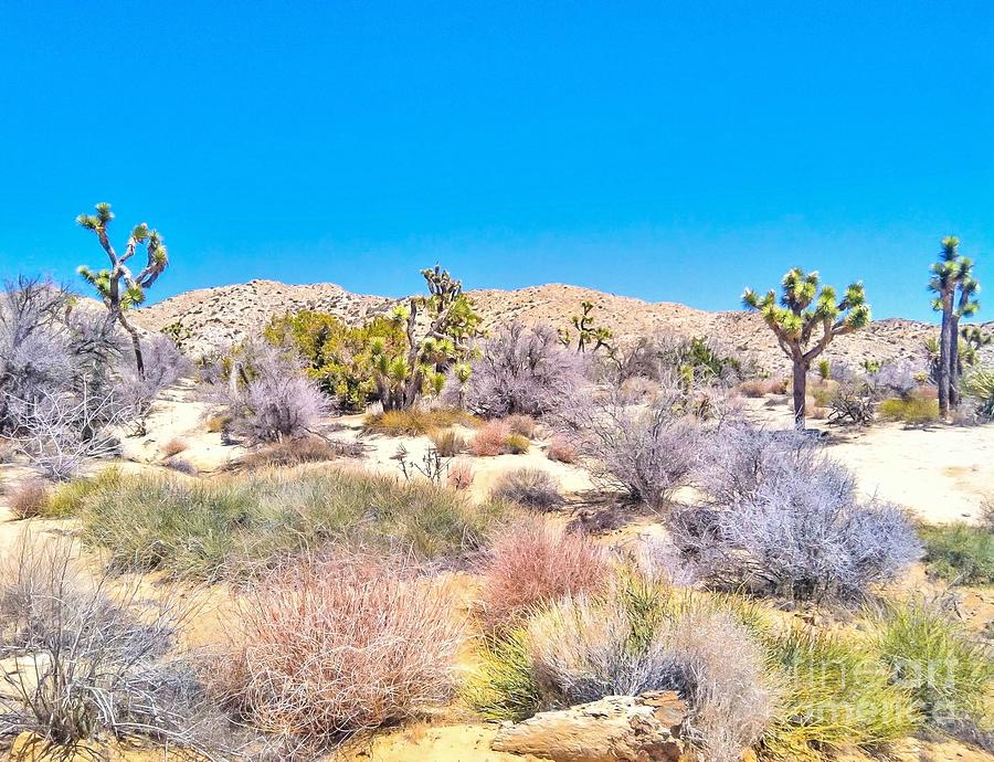 Desert Spring #2 Photograph by Angela J Wright