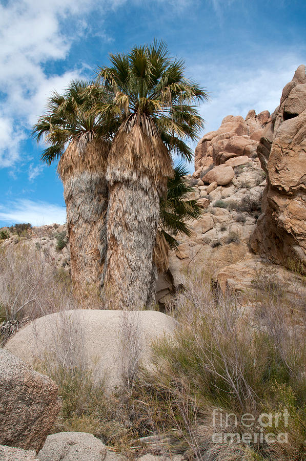 Joshua Tree National Park Photograph - Desert Fan Palm by Mark Newman