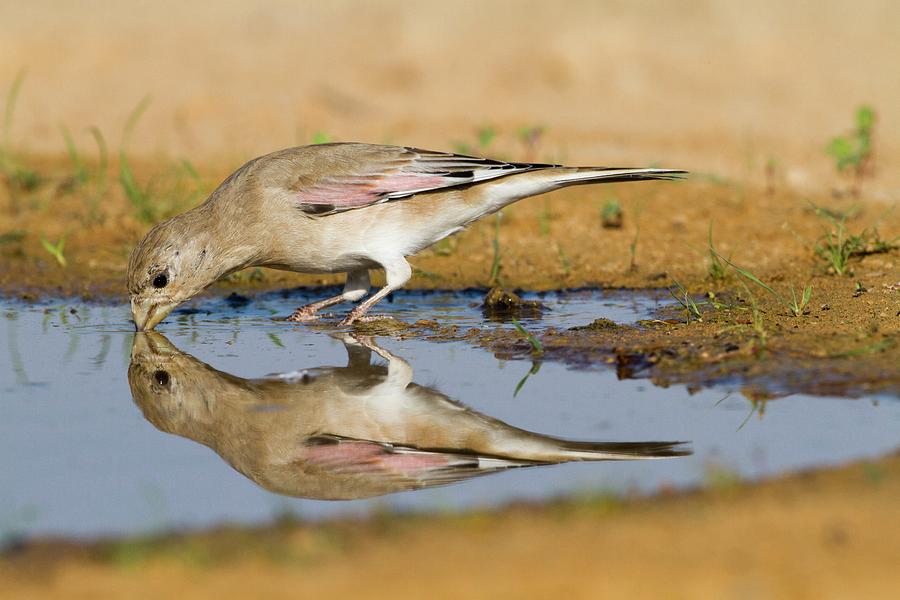 Bird Photograph - Desert Finch (carduelis Obsoleta) by Photostock-israel
